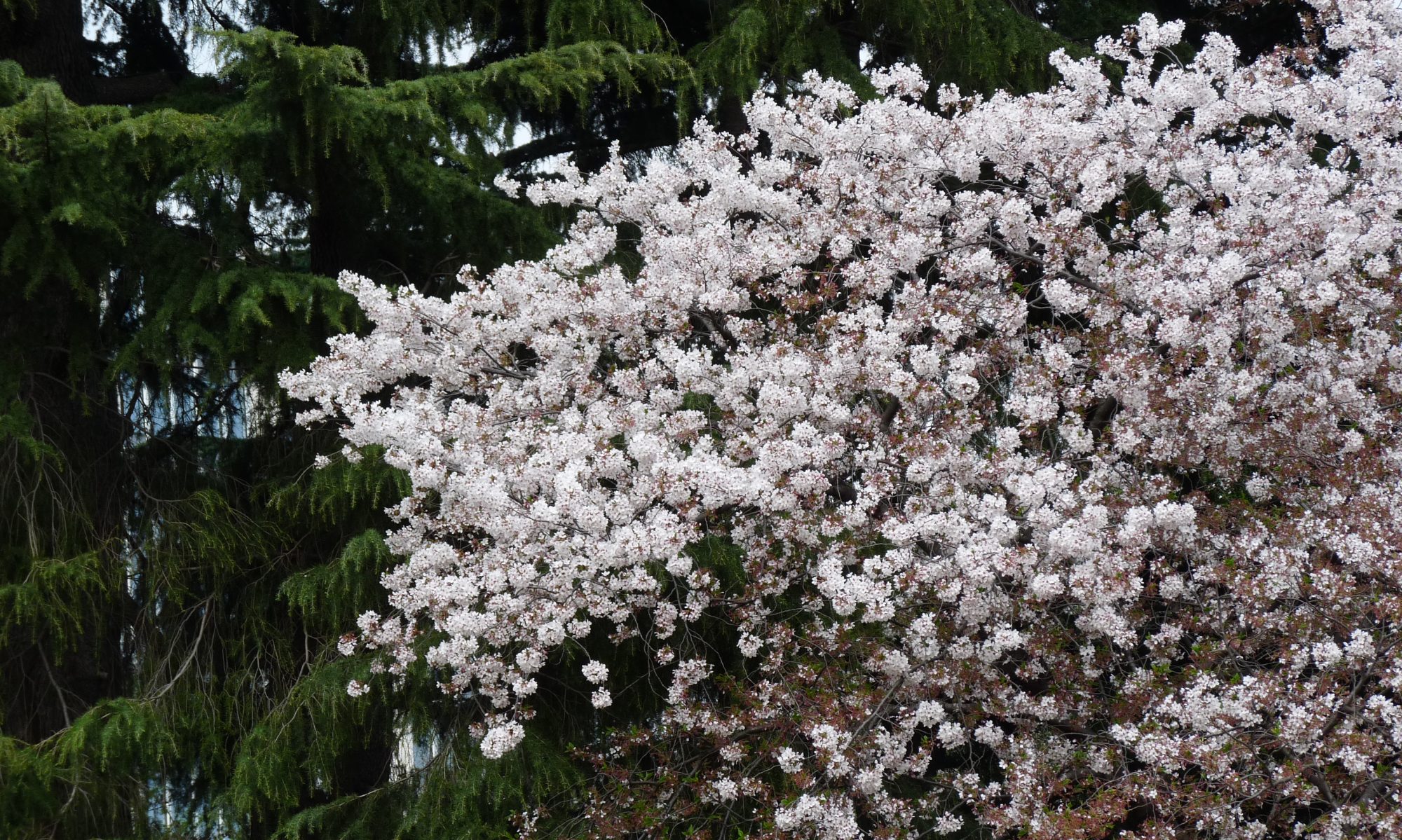 Alam Communication China